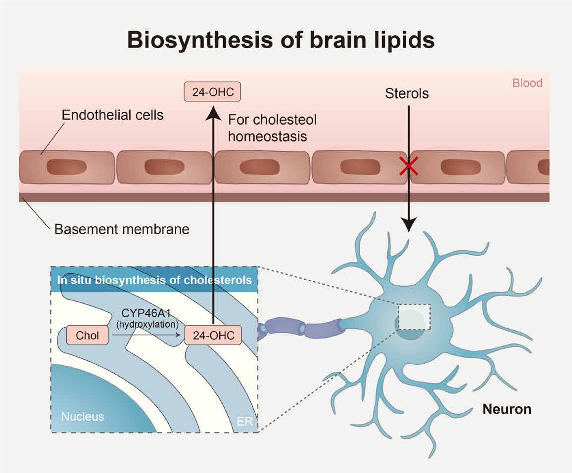 Biosynthesis-of_-brain-lipids.png