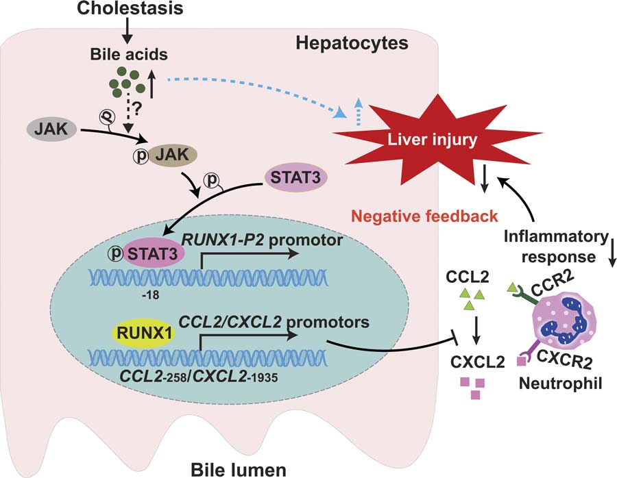 hepatocyte_RUNX1_attenuates_bile_acids_induced_hepatic_inflammation