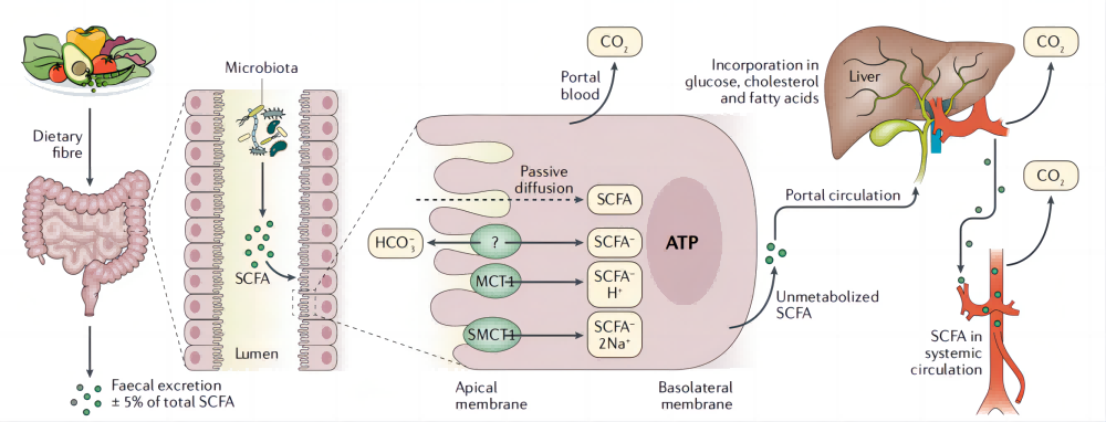 Metabolism_of_SCFAs_from_dietary_fibre_to_systemic_circulation.