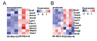 Gp78_regulates_ferroptosis_partly_by_regulating_ACSL4