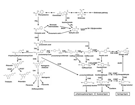Publications of Flavonoids Metabolomics Service