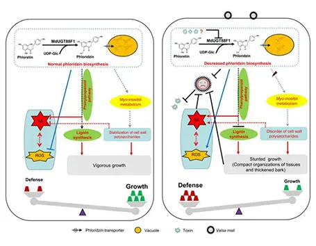 Publications of Flavonoids Metabolomics Service