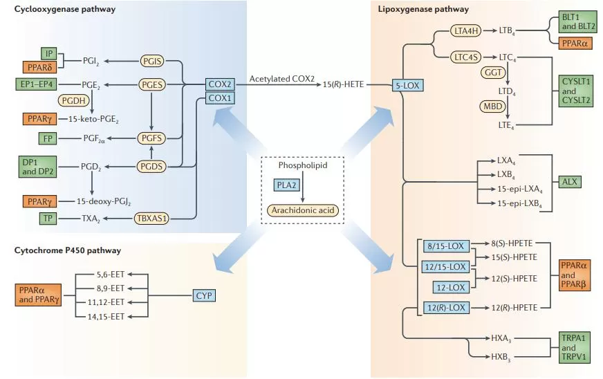 eicosanoids-biosynthesis-metabolism-disease-implications-and-analytical-method