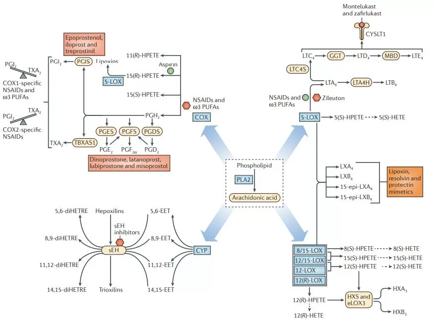 eicosanoids-biosynthesis-metabolism-disease-implications-and-analytical-method