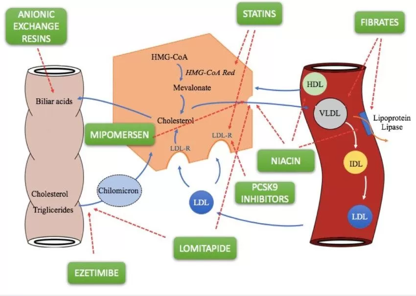 triglyceride-metabolism-structure-regulation-and-role-in-metabolic-diseases