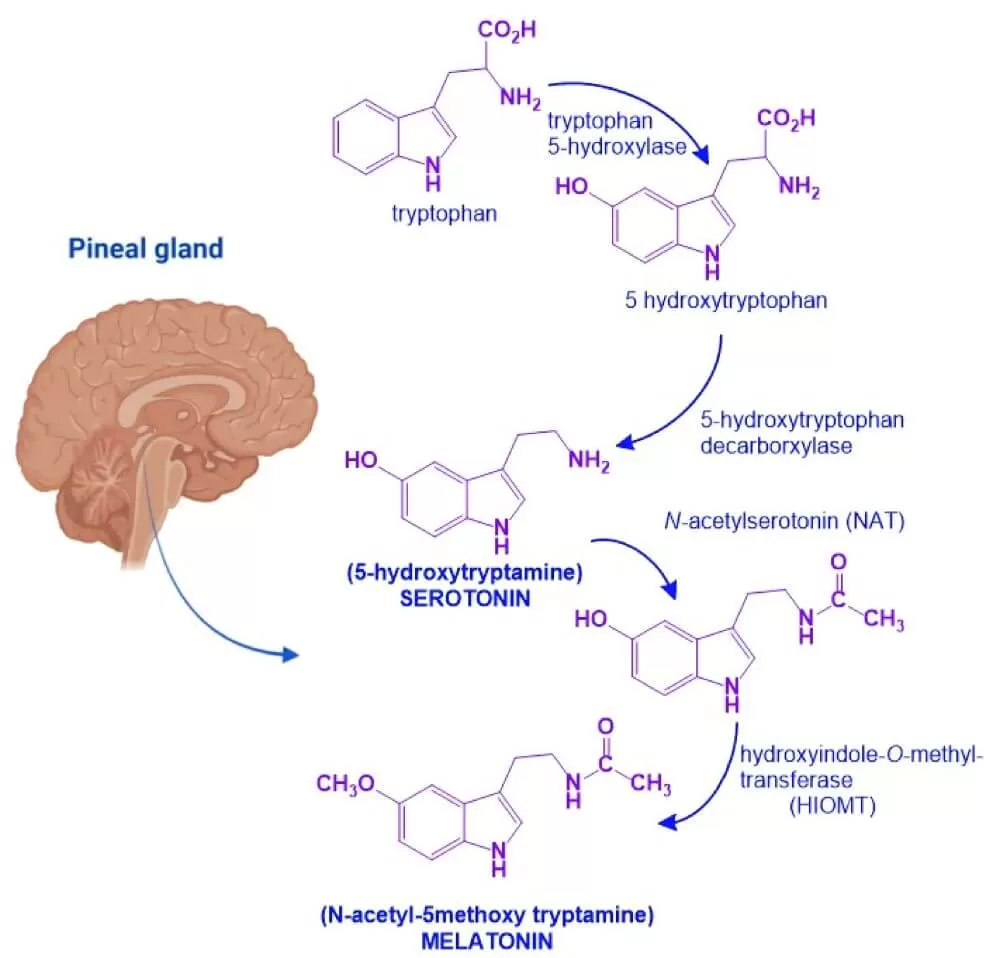 Melatonin Unveiled: Your Guide to the Sleep Hormone - MetwareBio