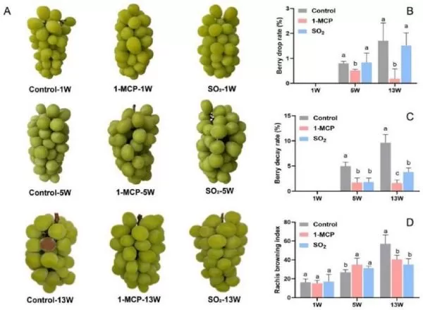 Transcriptome and Metabolome Insights into Grape Storage - MetwareBio
