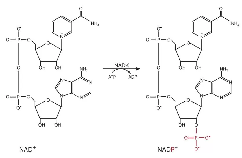 Metabolite Analysis of Nicotinamide Adenine Dinucleotide
