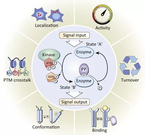 What is Phosphoproteomics: Decoding the Protein Phosphorylation ...