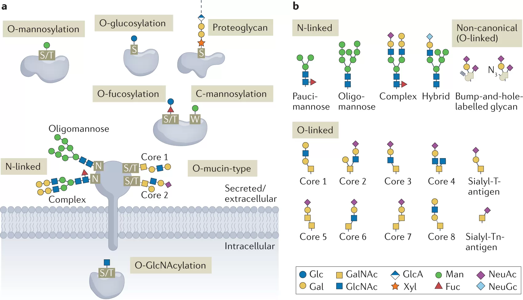 Glycoproteomics