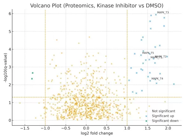 Volcano plot (proteomics, kinase inhibitor vs DMSO). Points show log₂ fold change vs −log₁₀(q-value). Vertical lines: |log₂FC| = 1; horizontal line: q = 0.05. Sentinel phosphoproteins in the right arm are annotated; candidates enrich MAPK signaling. Volcano plot showing upregulated phosphoproteins under a kinase inhibitor with log2 fold change and −log10(q-value) thresholds.