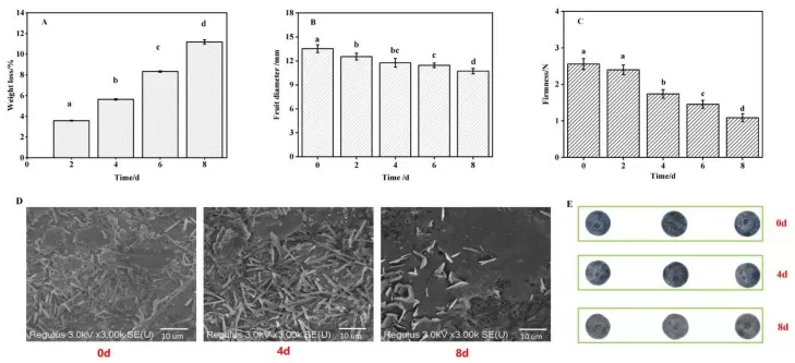 Blueberry storage outcomes and SEM of cuticular wax status showing the role of triterpenes in reducing water loss
