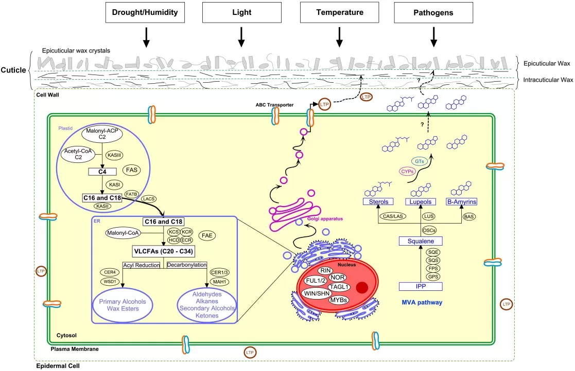 Schematic of cuticular wax biosynthesis from VLCFA elongation to alkane and alcohol pathways with environmental regulation.