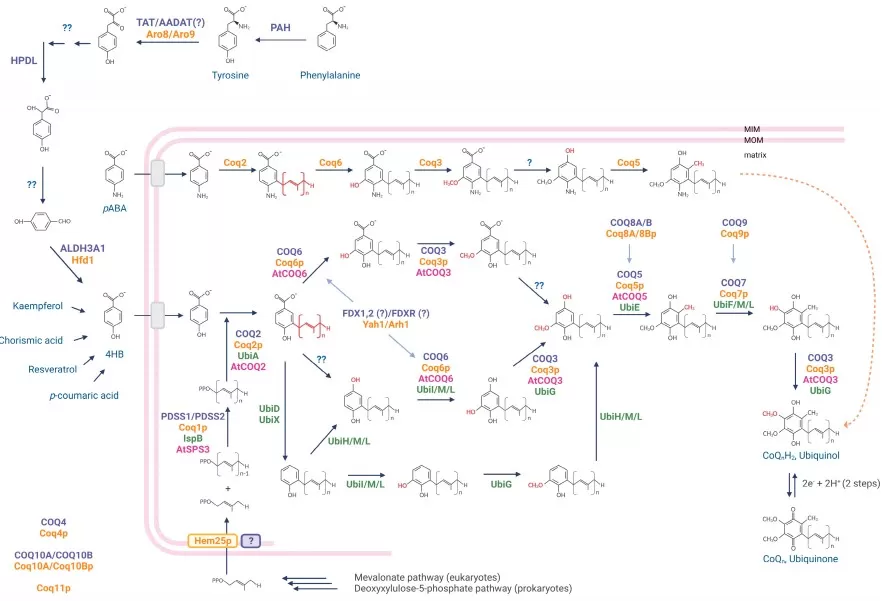 figure-coq-biosynthesis-redox-staiano-2023 Coenzyme Q10 biosynthesis pathway and redox cycle (ubiquinone/ubiquinol) with COQ enzymes highlighted