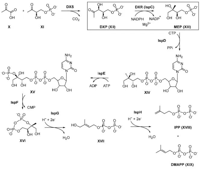 figure-mep-pathway-dxr-target-knak-2022 MEP pathway map highlighting DXR (IspC) and other enzyme targets for antibacterial drug development
