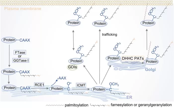 figure-s-prenylation-catalytic-process-yuan-2024 Catalytic process of protein S-prenylation (farnesylation/geranylgeranylation) and post-prenylation processing (RCE1, ICMT)