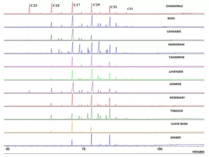 Representative GC–MS chromatograms of cuticular wax extracts from multiple plant species showing dominant odd-chain alkanes