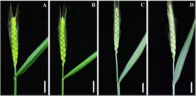 Glaucous (waxy) versus glossy wheat spikes and leaves illustrating epicuticular wax bloom on aerial organs.
