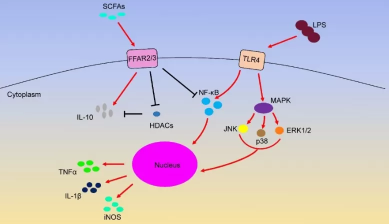 scfa-signaling-ffar2-ffar3-tlr4_ijms-2020 Overview of SCFA signalling: FFAR2/FFAR3 (GPR43/GPR41) activation and HDAC inhibition counteract LPS–TLR4–NF-κB/MAPK pathways, modulating IL-10, TNFα, IL-1β, and iNOS.