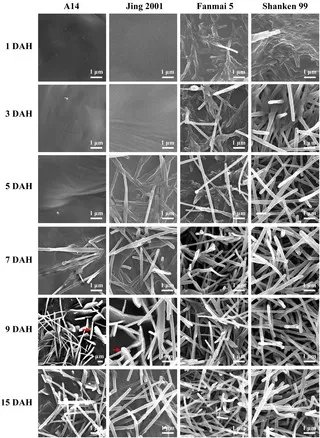 SEM time series showing the development of epicuticular wax crystals on wheat glumes across days after heading