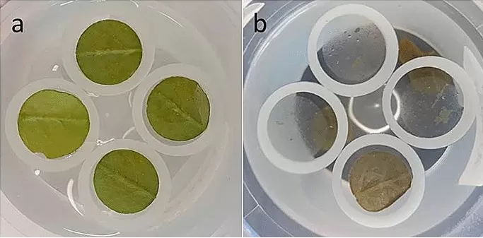 Workflow for enzymatic isolation of Arabidopsis leaf cuticle prior to wax extraction and GC–MS analysis