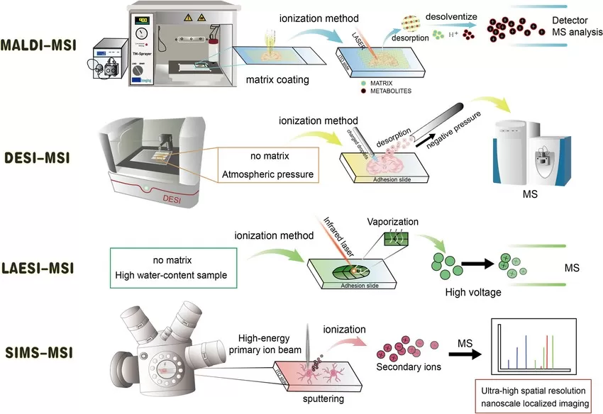 Mass Spectrometry Imaging (MSI): A Comprehensive Guide to Techniques ...
