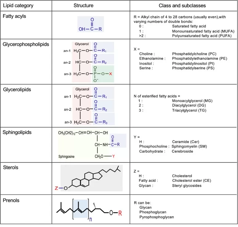 oral melanotic macule slideshare Oral Melanotic Macule-3.pptx