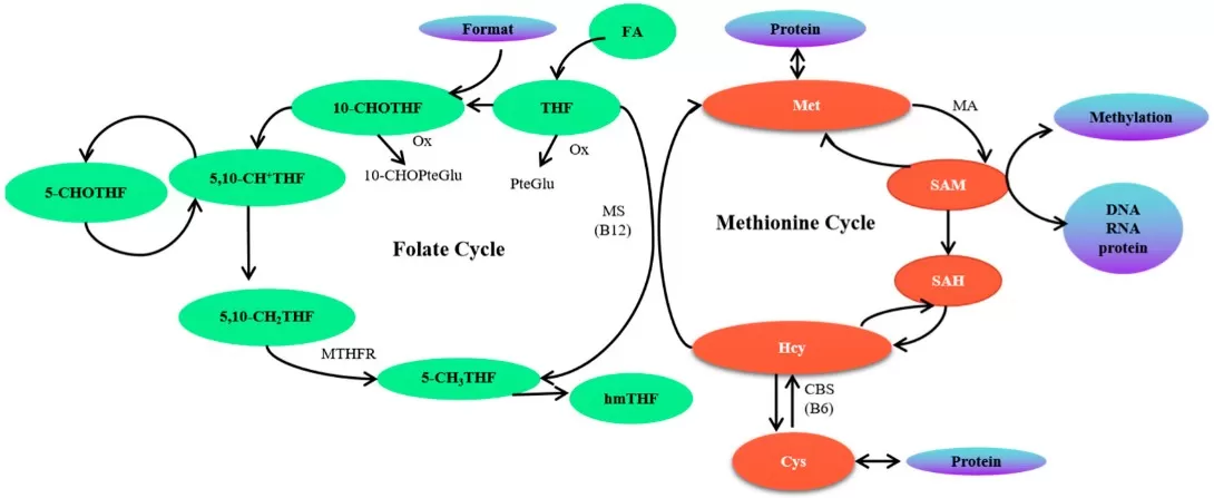 Overview of the folate one-carbon metabolism pathway including folate cycle methionine cycle and transsulfuration