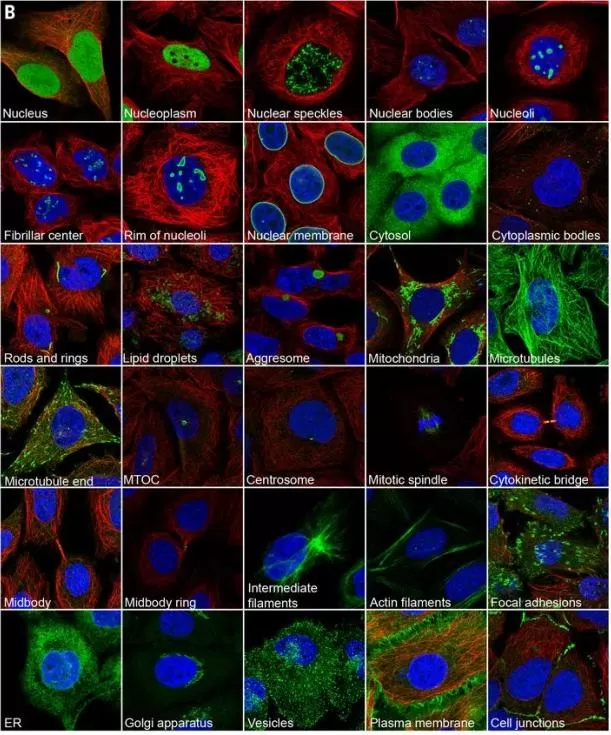 Subcellular structures annotated by immunofluorescence microscopy showing protein localization patterns in human cell lines