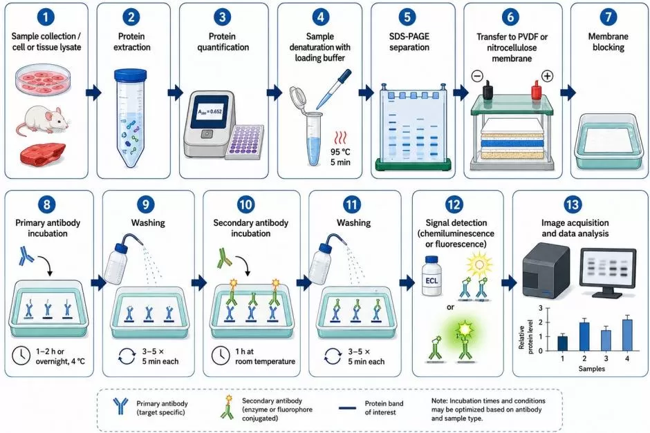 Experimental workflow of Western blot for protein validation in quantitative proteomics studies