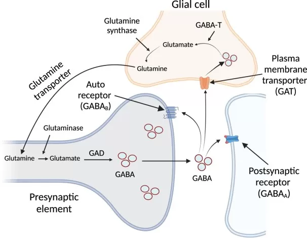 GABA synthesis, degradation, and metabolic exchange between neurons and glial cells via the GABA shunt