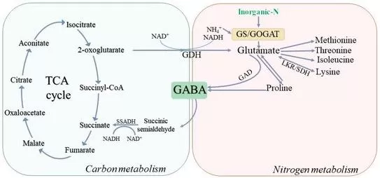 GABA coordination of carbon and nitrogen metabolism in plants under stress conditions