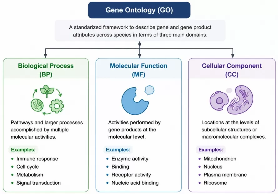 Gene Ontology three-domain overview showing Biological Process, Molecular Function, and Cellular Component categories used for functional annotation and GO enrichment analysis.