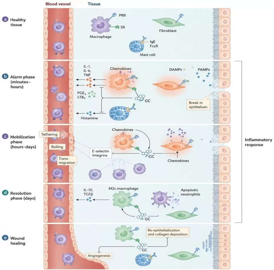 Effects of glucocorticoids on inflammation showing suppression of immune cell activation, cytokine production, and leukocyte recruitment