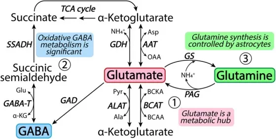 Schematic map of glutamine, glutamate, alpha-ketoglutarate and GABA connections in metabolic pathways
