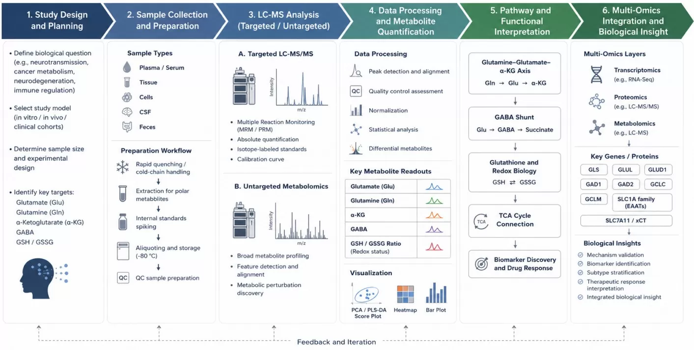 Workflow for glutamate-focused LC-MS metabolomics and multi-omics integration from study design to pathway analysis