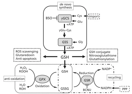 Diagram of glutathione roles and metabolism including de novo synthesis GPX-dependent peroxide reduction GSSG formation glutathione reductase recycling and pentose phosphate pathway NADPH regeneration