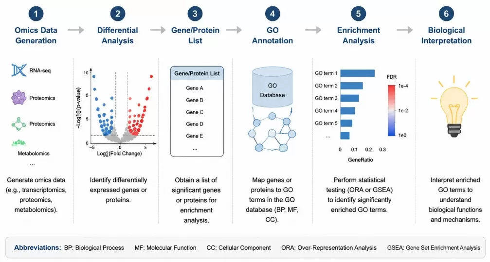 Workflow of GO enrichment analysis from omics data generation through differential analysis GO annotation enrichment testing and biological interpretation