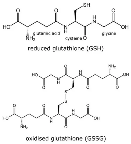 Chemical structures of reduced glutathione GSH and oxidized glutathione GSSG showing gamma-glutamyl cysteinyl glycine residues and disulfide bond