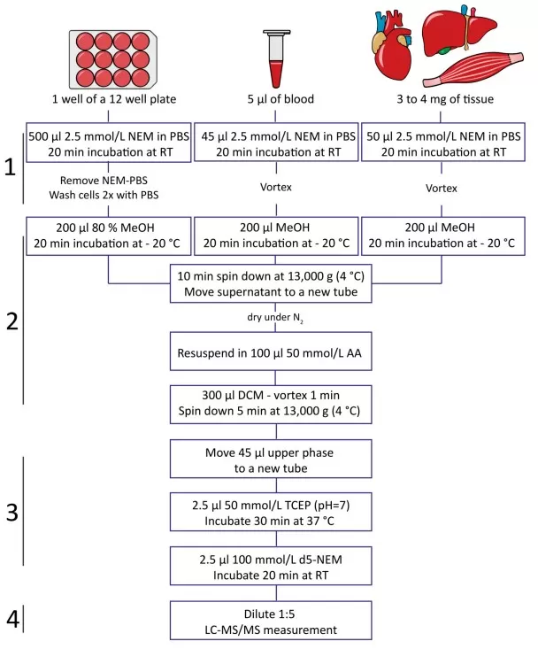 Two-step isotope-labeling workflow for determining reduced to oxidized glutathione ratio by MRM-based LC-MS/MS using NEM and d5-NEM derivatization