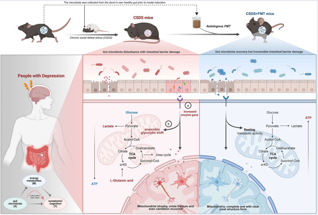 Gut microbiota regulation of host energy metabolism and depressive behaviors in a mouse model