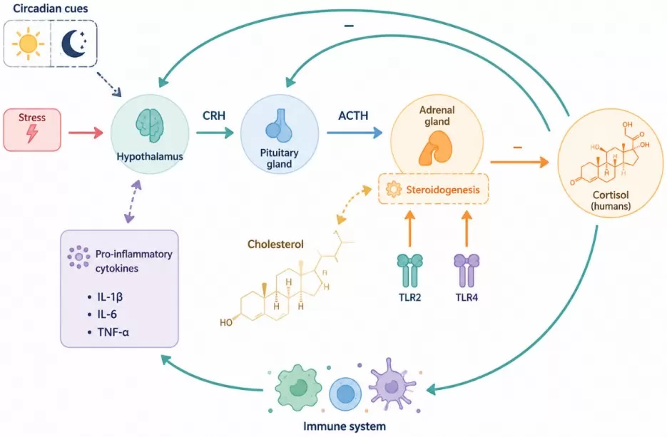 Regulation of glucocorticoid production by the hypothalamic-pituitary-adrenal (HPA) axis showing CRH, ACTH, and cortisol signaling cascade