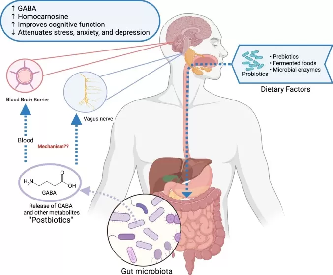 Proposed links among dietary factors GABA-producing gut microbiota microbial metabolites and brain function in the gut-brain axis