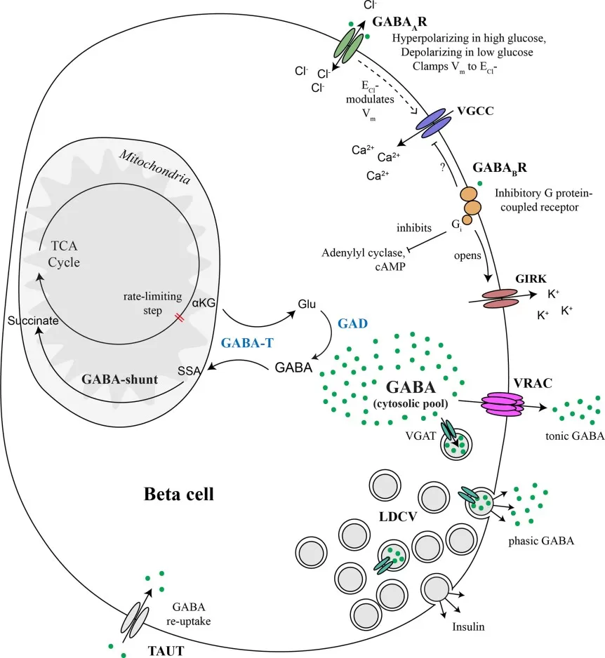 Major metabolic and signaling components of the pancreatic beta-cell GABA system including GAD GABA receptors and ABAT