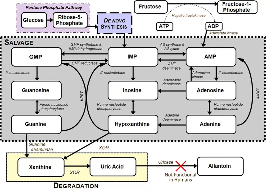 Overview of purine metabolism and uric acid production pathway showing nucleotide breakdown to hypoxanthine xanthine and uric acid