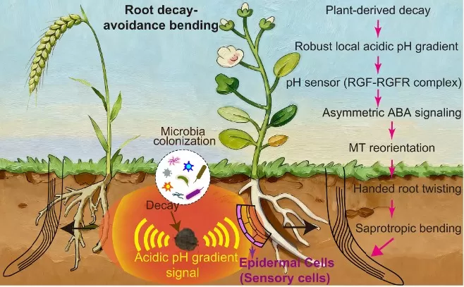 Saprotropism links decay-derived pH gradients with root avoidance behavior