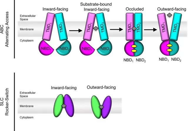 Representative alternating-access mechanisms in pharmacologically relevant ABC and SLC transporters showing ATP-coupled conformational cycling and rocker-switch mechanism