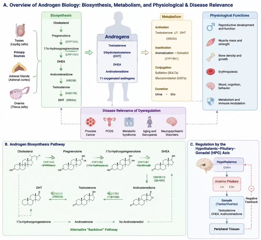Overview of androgen biosynthesis metabolism and disease relevance