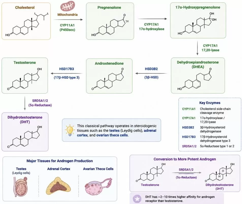 Steroidogenic pathway from cholesterol to active androgens showing enzymatic steps