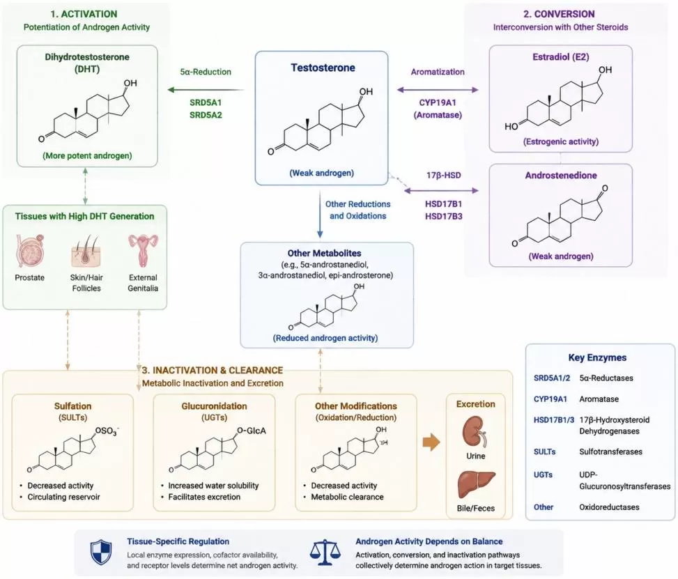 Overview of androgen metabolic pathways showing activation conversion and inactivation routes